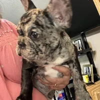 AKC Mia, a female French Bulldog for sale in Hernando, MS – Photo 2 of 5