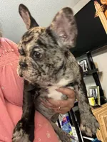 AKC Mia, a female French Bulldog for sale in Hernando, MS – Photo 2 of 5