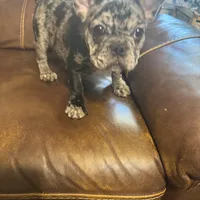 AKC Mia, a female French Bulldog for sale in Hernando, MS – Photo 5 of 5