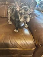 AKC Mia, a female French Bulldog for sale in Hernando, MS – Photo 5 of 5