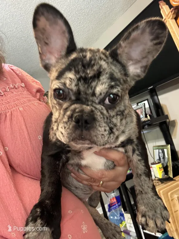 AKC Mia, a female French Bulldog for sale in Hernando, MS – Photo 1 of 5