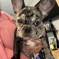 AKC Mia, a female French Bulldog for sale in Hernando, MS – Photo 1 of 5