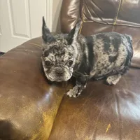 AKC Mia, a female French Bulldog for sale in Hernando, MS – Photo 4 of 5