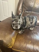 AKC Mia, a female French Bulldog for sale in Hernando, MS – Photo 4 of 5