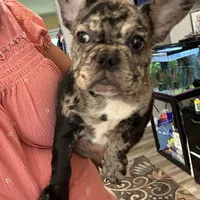 AKC Mia, a female French Bulldog for sale in Hernando, MS – Photo 3 of 5