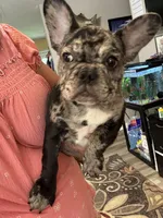 AKC Mia, a female French Bulldog for sale in Hernando, MS – Photo 3 of 5
