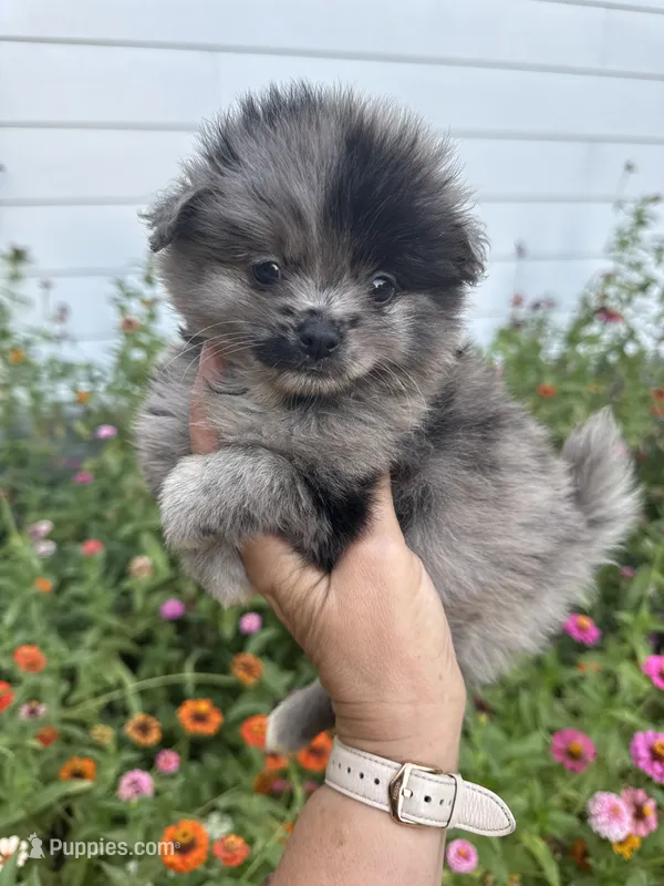Romeo – Pomeranian puppy for sale in Hernando, MS