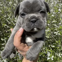 AKC  Zena, a female French Bulldog for sale in Hernando, MS – Photo 8 of 8