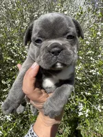 AKC  Zena, a female French Bulldog for sale in Hernando, MS – Photo 8 of 8