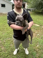 AKC  Zena, a female French Bulldog for sale in Hernando, MS – 9 of 10