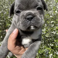 AKC  Zena, a female French Bulldog for sale in Hernando, MS – Photo 7 of 8