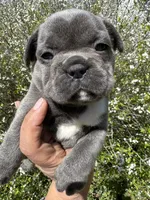 AKC  Zena, a female French Bulldog for sale in Hernando, MS – Photo 7 of 8