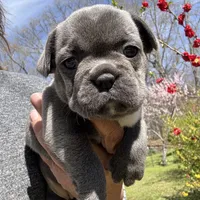 AKC  Zena, a female French Bulldog for sale in Hernando, MS – Photo 2 of 8