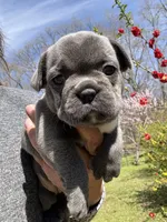 AKC  Zena, a female French Bulldog for sale in Hernando, MS – Photo 2 of 8