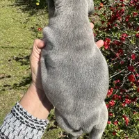 AKC  Zena, a female French Bulldog for sale in Hernando, MS – Photo 4 of 8