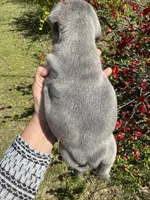 AKC  Zena, a female French Bulldog for sale in Hernando, MS – Photo 4 of 8