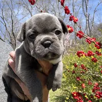 AKC  Zena, a female French Bulldog for sale in Hernando, MS – Photo 3 of 8