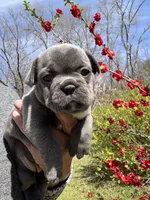 AKC  Zena, a female French Bulldog for sale in Hernando, MS – Photo 3 of 8