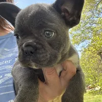 AKC  Zena, a female French Bulldog for sale in Hernando, MS – Photo 1 of 8