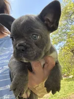 AKC  Zena, a female French Bulldog for sale in Hernando, MS – Photo 1 of 8