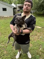 AKC  Zena, a female French Bulldog for sale in Hernando, MS – 10 of 10