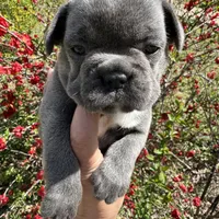 AKC  Zena, a female French Bulldog for sale in Hernando, MS – Photo 5 of 8