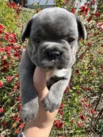 AKC  Zena, a female French Bulldog for sale in Hernando, MS – Photo 5 of 8