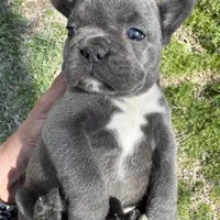 AKC  Zena, a female French Bulldog for sale in Hernando, MS – Photo 6 of 8