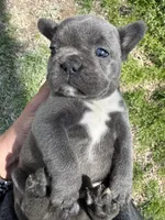 AKC  Zena, a female French Bulldog for sale in Hernando, MS – Photo 6 of 8