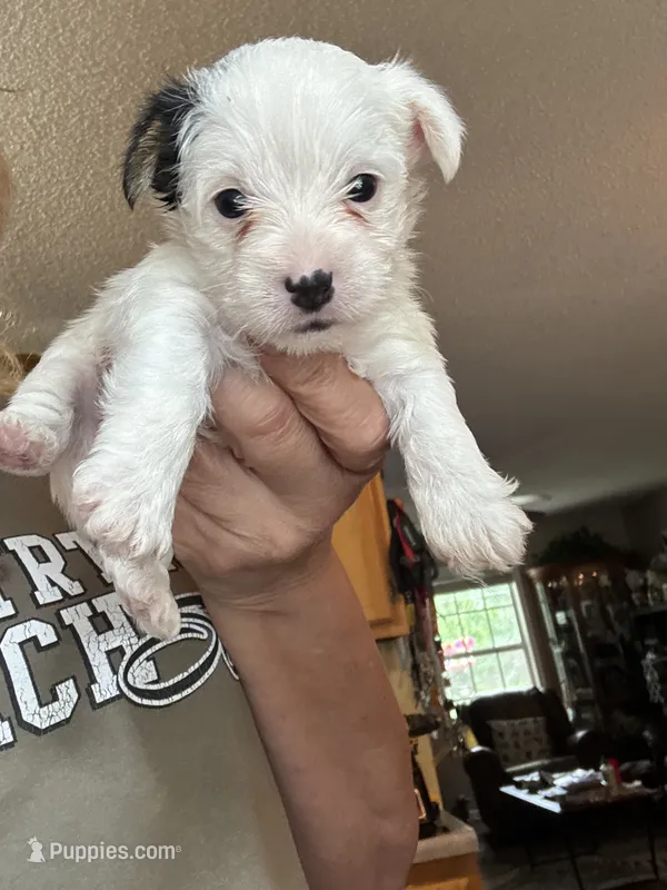 Littleman – Yorkshire Terrier puppy for sale in Hernando, MS