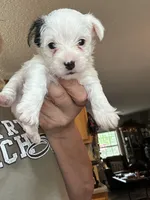 Littleman, a male Yorkshire Terrier for sale in Hernando, MS – 1 of 4