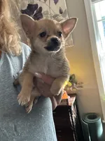 Buster, a male Pomchi for sale in Hernando, MS – 5 of 6
