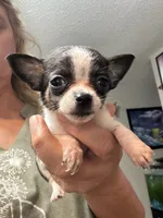 Candy, a female Chihuahua for sale in Hernando, MS – 7 of 7