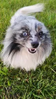 Wolfie , a male Pomeranian for sale in Vallejo, CA – Photo 4 of 5