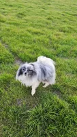 Wolfie , a male Pomeranian for sale in Vallejo, CA – Photo 5 of 5