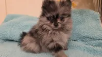 Marbles, a male Pomeranian for sale in Vallejo, CA – Photo 8 of 10