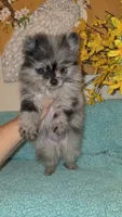 Marbles, a male Pomeranian for sale in Vallejo, CA – Photo 2 of 10