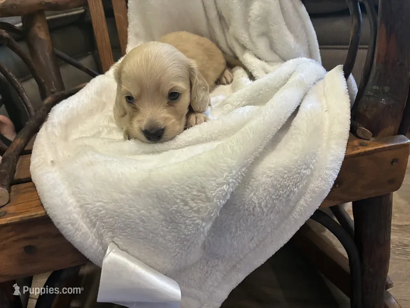 Buster 38 – Miniature Dachshund puppy for sale in Fairland, OK