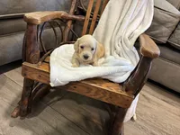 Rose 30, a female Miniature Dachshund for sale in Fairland, OK – 2 of 2