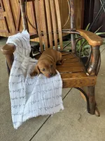 Cookie, a male Dachshund for sale in Fairland, OK – 4 of 4
