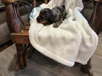 Candy, a female Miniature Dachshund for sale in Fairland, OK – 2 of 2
