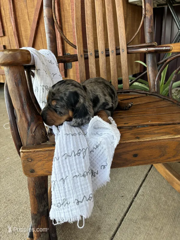 Tator  Tot – Dachshund puppy for sale in Fairland, OK
