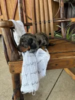Tator  Tot, a male Dachshund for sale in Fairland, OK – 1 of 3