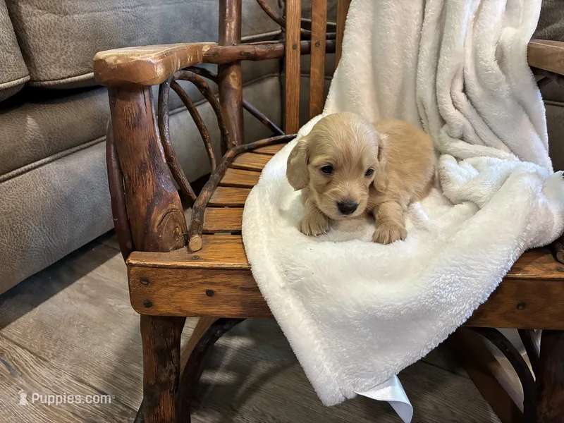 Tulip 39 – Miniature Dachshund puppy for sale in Fairland, OK