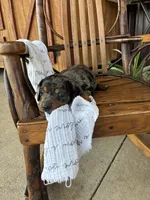 Tator  Tot, a male Dachshund for sale in Fairland, OK – 3 of 3