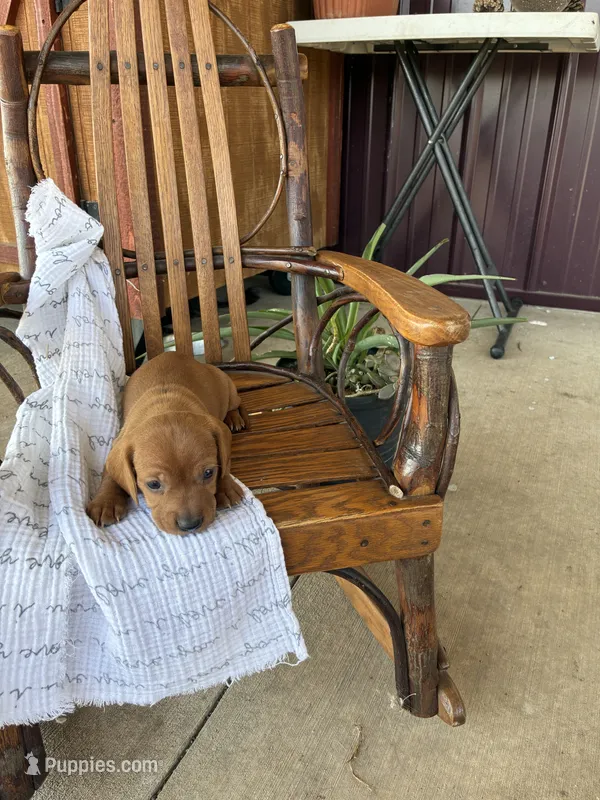 Cookie – Dachshund puppy for sale in Fairland, OK