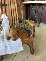 Cookie, a male Dachshund for sale in Fairland, OK – 1 of 4