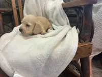 Pansy, a female Miniature Dachshund for sale in Fairland, OK – 2 of 2