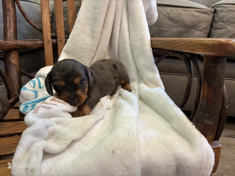 Diamond  – Miniature Dachshund puppy for sale in Fairland, OK