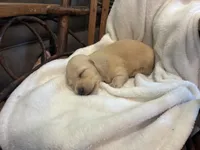 Pansy, a female Miniature Dachshund for sale in Fairland, OK – 1 of 2